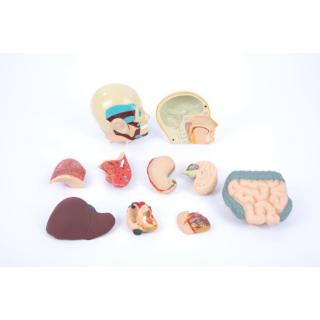 Maquette du corps humain avec 11 organes amovibles - Modèle anatomique Torse (50 cm) - Matériel Pédagogique