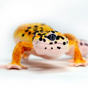 Figurine de Gecko Léopard Safari Ltd - Créatures Incroyables 102504 | LesMinis