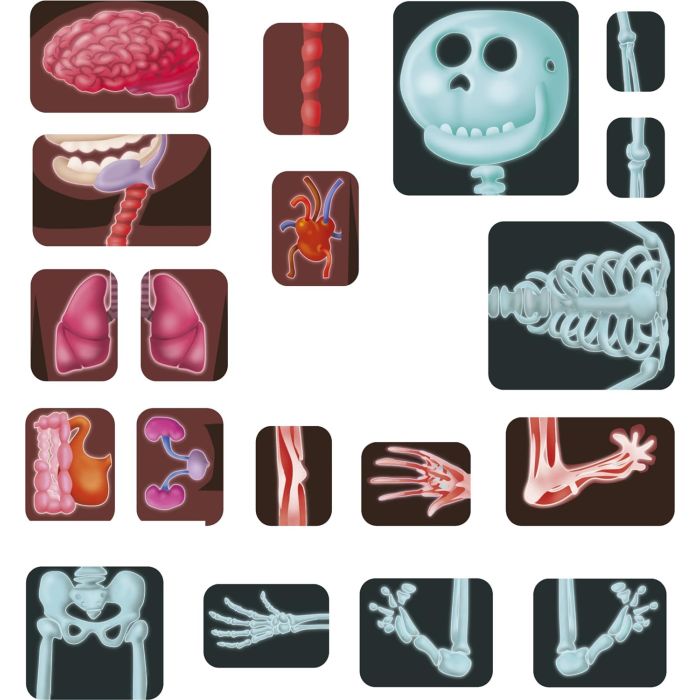 Jeu Éducatif Miniland - Découverte du Corps Humain | Éducatif pour Enfants 3-7 Ans