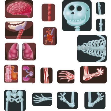 Jeu Éducatif Miniland - Découverte du Corps Humain | Éducatif pour Enfants 3-7 Ans