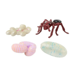 Figurines du Cycle de Vie de la Fourmi - Insect Lore | Apprentissage Éducatif