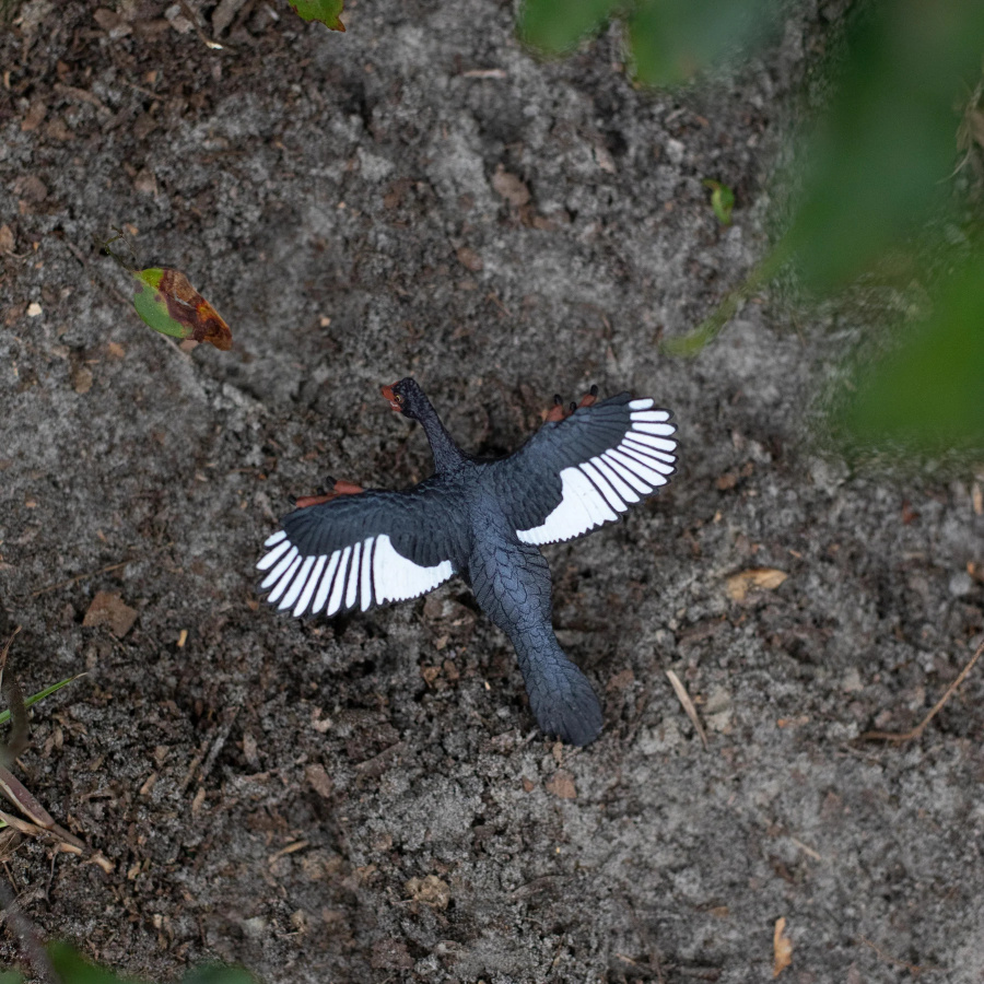 Archaeopteryx Safari Ltd 302829 | Figurine Dinosaure-Oiseau | Collection Préhistoire
