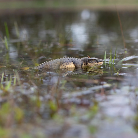 Postosuchus Safari Ltd 287329 | Figurine Reptile Préhistorique | Collection