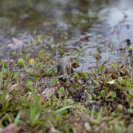 Postosuchus Safari Ltd 287329 | Figurine Reptile Préhistorique | Collection