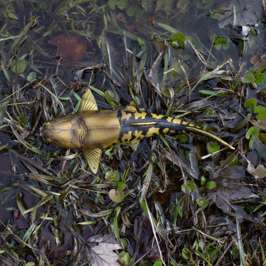 Dunkleosteus Safari Ltd | Figurine Grand Format | Collection Préhistoire XXL