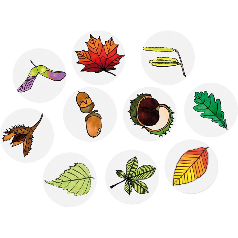 Tampons de nature : apprenez les arbres, leurs feuilles et leurs fruits