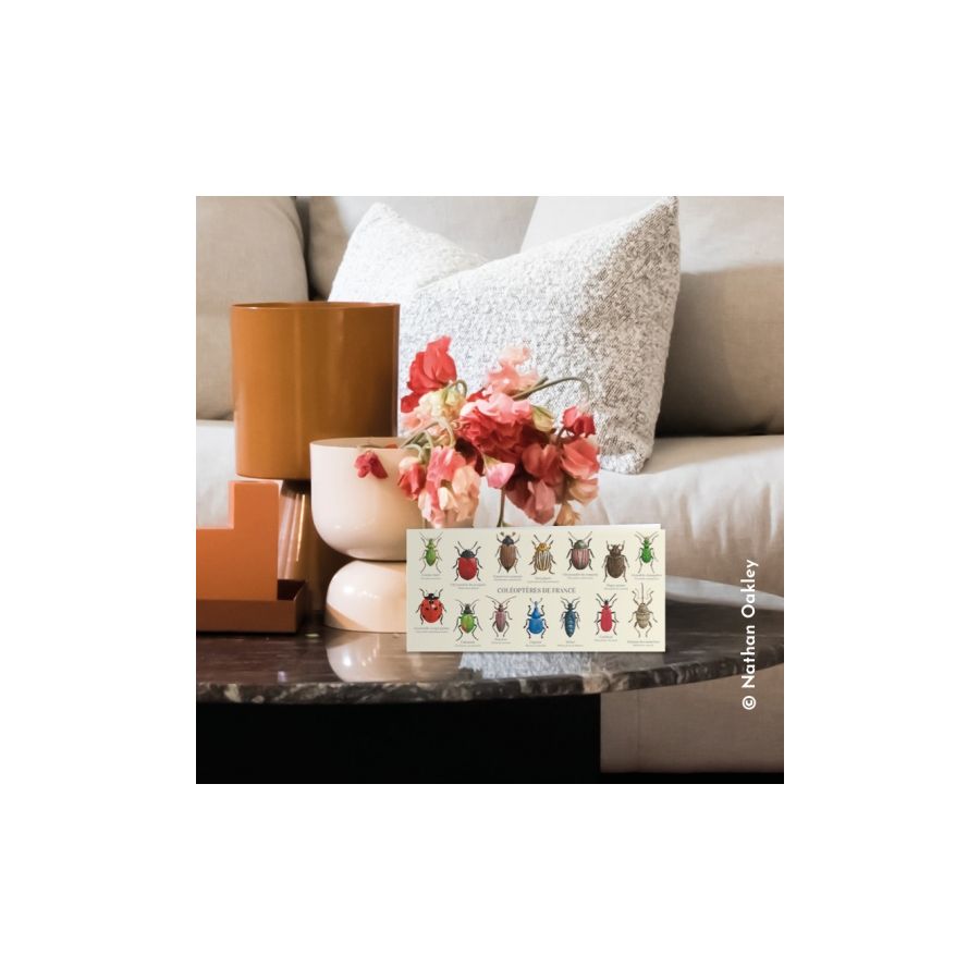 Coléoptères de France - Carte Double Éducative | LesMinis.fr