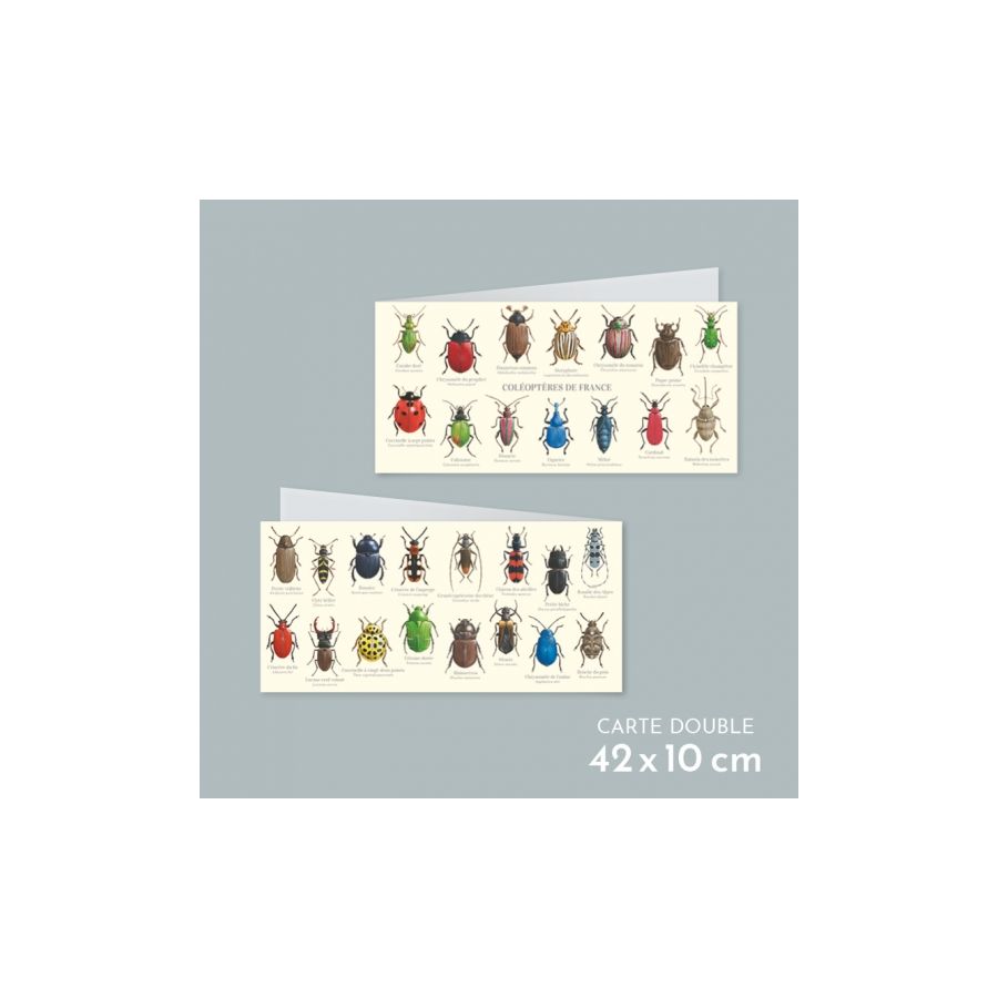 Coléoptères de France - Carte Double Éducative | LesMinis.fr
