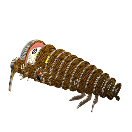 Kiwi Puzzle Eugy 3D | Oiseau emblématique Nouvelle-Zélande