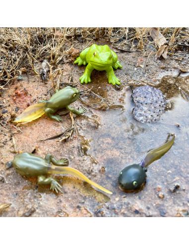 Cycle de Vie de la Grenouille Safari Ltd : Figurines Éducatives Montessori | LesMinis.fr