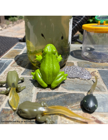 Cycle de Vie de la Grenouille Safari Ltd : Figurines Éducatives Montessori | LesMinis.fr