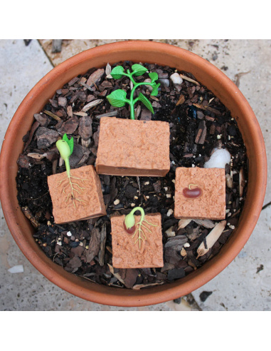 Cycle de vie du haricot (germination plante) - 4 Figurines Safari Ltd