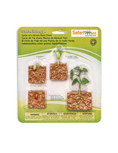 Cycle de vie du haricot (germination plante) - 4 Figurines Safari Ltd
