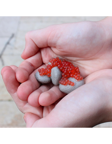 Cycle de vie du saumon - 5 Figurines éducatives Safari Ltd