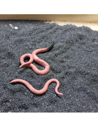 Cycle de vie du ver de terre Safari Ltd - 4 Figurines lombric réalistes