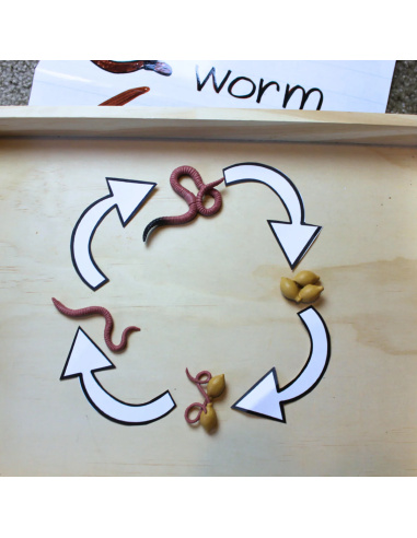 Cycle de vie du ver de terre Safari Ltd - 4 Figurines lombric réalistes