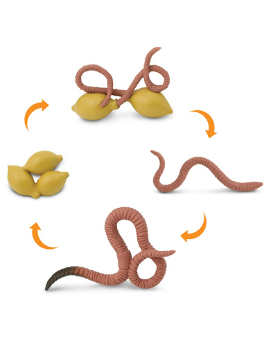 Cycle de vie du ver de terre Safari Ltd - 4 Figurines lombric réalistes
