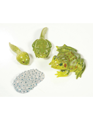 Figurines du Cycle de Vie de la Grenouille - 4 Pièces Insect Lore | Apprentissage Éducatif