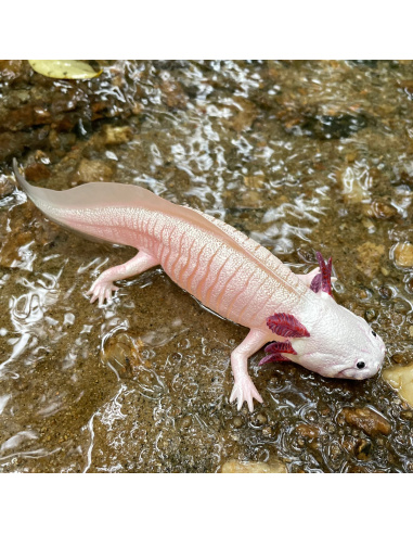 Figurine Axolotl Réaliste | Safari Ltd | Animaux Aquatiques