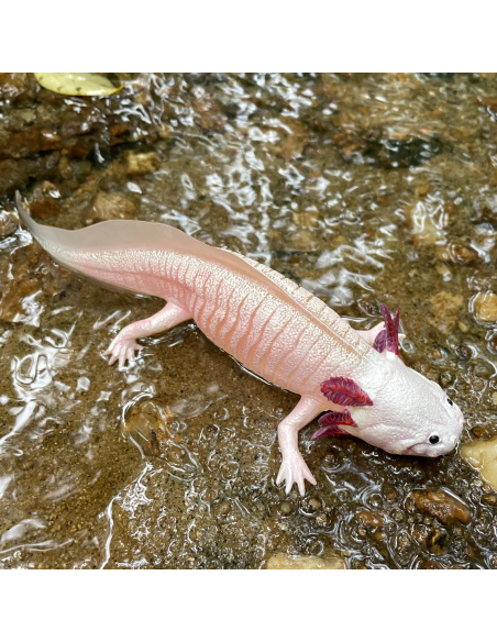 Figurine Axolotl Réaliste | Safari Ltd | Animaux Aquatiques