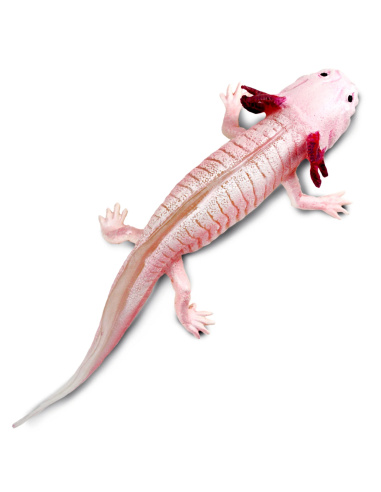 Figurine Axolotl Réaliste | Safari Ltd | Animaux Aquatiques