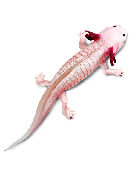 Figurine Axolotl Réaliste | Safari Ltd | Animaux Aquatiques