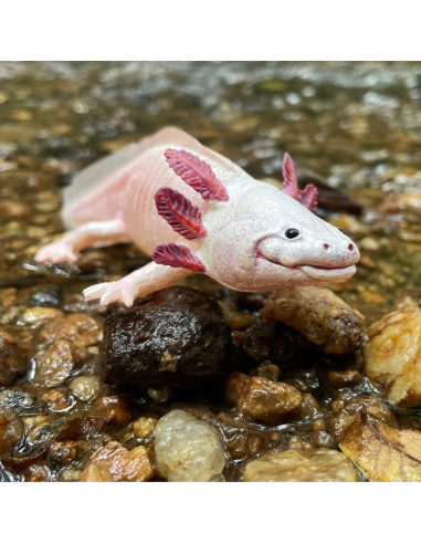 Figurine Axolotl Réaliste | Safari Ltd | Animaux Aquatiques