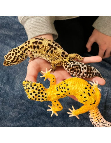 Figurine de Gecko Léopard Safari Ltd - Créatures Incroyables 102504 | LesMinis