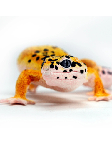 Figurine de Gecko Léopard Safari Ltd - Créatures Incroyables 102504 | LesMinis