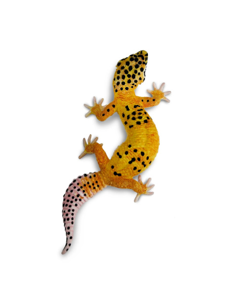 Figurine de Gecko Léopard Safari Ltd - Créatures Incroyables 102504 | LesMinis