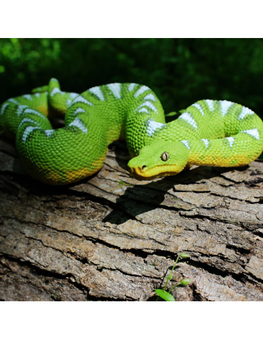 Figurine Boa Émeraude (Corallus caninus) – Reptiles Exotiques | Safari Ltd®