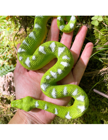 Figurine Boa Émeraude (Corallus caninus) – Reptiles Exotiques | Safari Ltd®