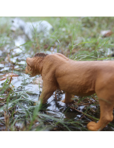 Figurine Lion Adolescent Mâle – Animaux Sauvages | Safari Ltd®