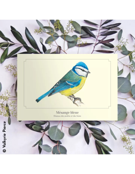 Carte Montessori Mésange bleue – Oiseau des jardins