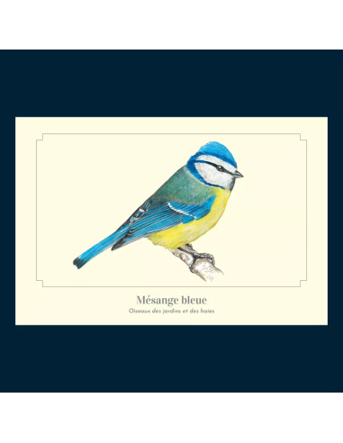 Carte Montessori Mésange bleue – Oiseau des jardins