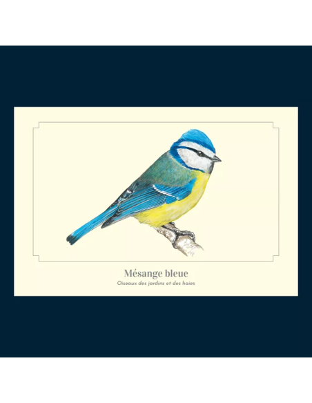 Carte Montessori Mésange bleue – Oiseau des jardins