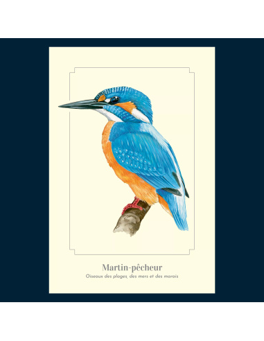 Carte Montessori Martin‑pêcheur – Découverte visuelle de l’oiseau des rivières