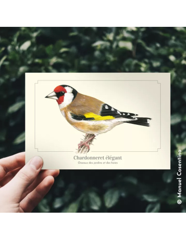 Carte Montessori Chardonneret élégant – Oiseau des jardins