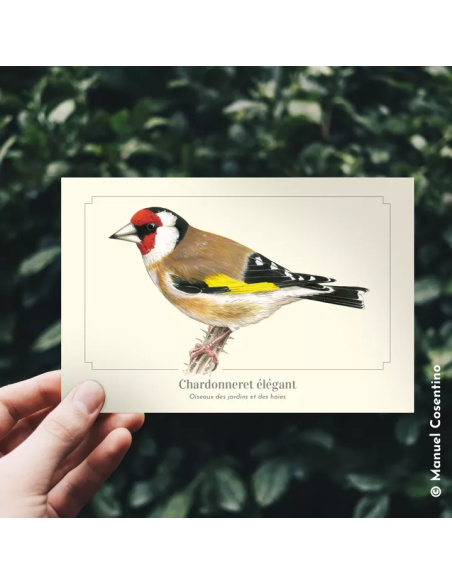 Carte Montessori Chardonneret élégant – Oiseau des jardins