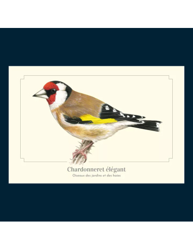 Carte Montessori Chardonneret élégant – Oiseau des jardins