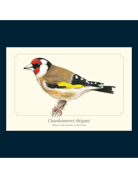Carte Montessori Chardonneret élégant – Oiseau des jardins