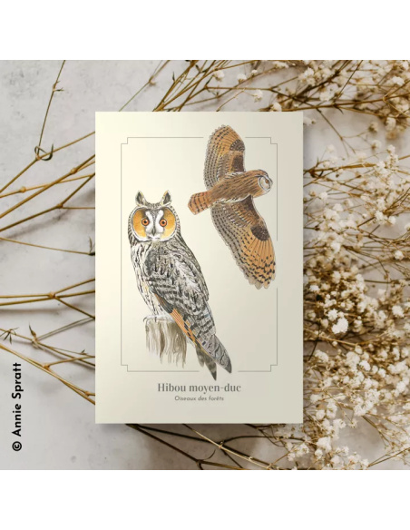 Carte Montessori Hibou moyen‑duc – Oiseau nocturne