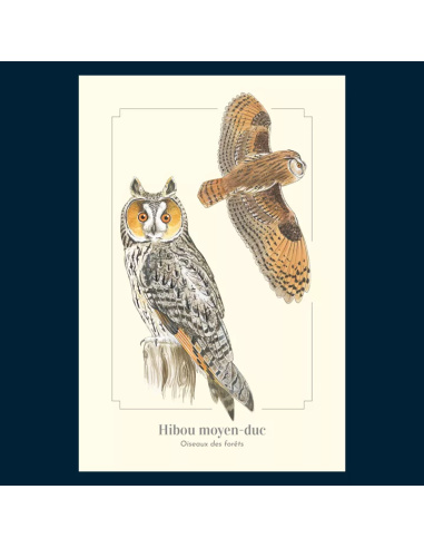 Carte Montessori Hibou moyen‑duc – Oiseau nocturne