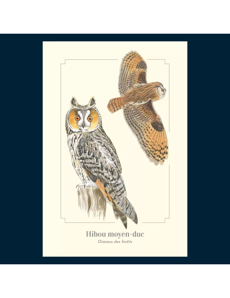 Carte Montessori Hibou moyen‑duc – Oiseau nocturne
