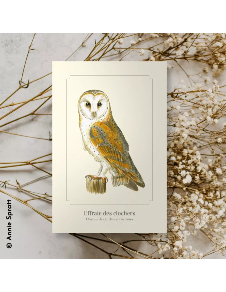 Carte Montessori – Chouette effraie (Effraie des clochers)