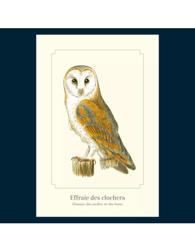 Carte Montessori – Chouette effraie (Effraie des clochers)