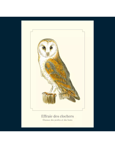 Carte Montessori – Chouette effraie (Effraie des clochers)