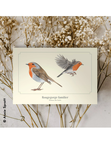 Carte Montessori Rougegorge familier – Oiseau des jardins