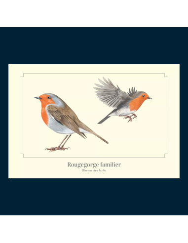 Carte Montessori Rougegorge familier – Oiseau des jardins