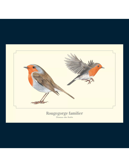 Carte Montessori Rougegorge familier – Oiseau des jardins